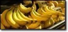 Quality Banana